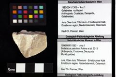Foto (Objket + Etiketten) von Bullariscus patruliusi (Robins et al., 2013) 